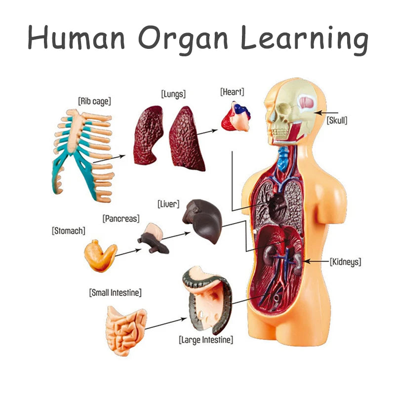 3D Human Body Torso Model - Educational Assembly Learning Tool for Children, Featuring Human Body Organs for Early Learning