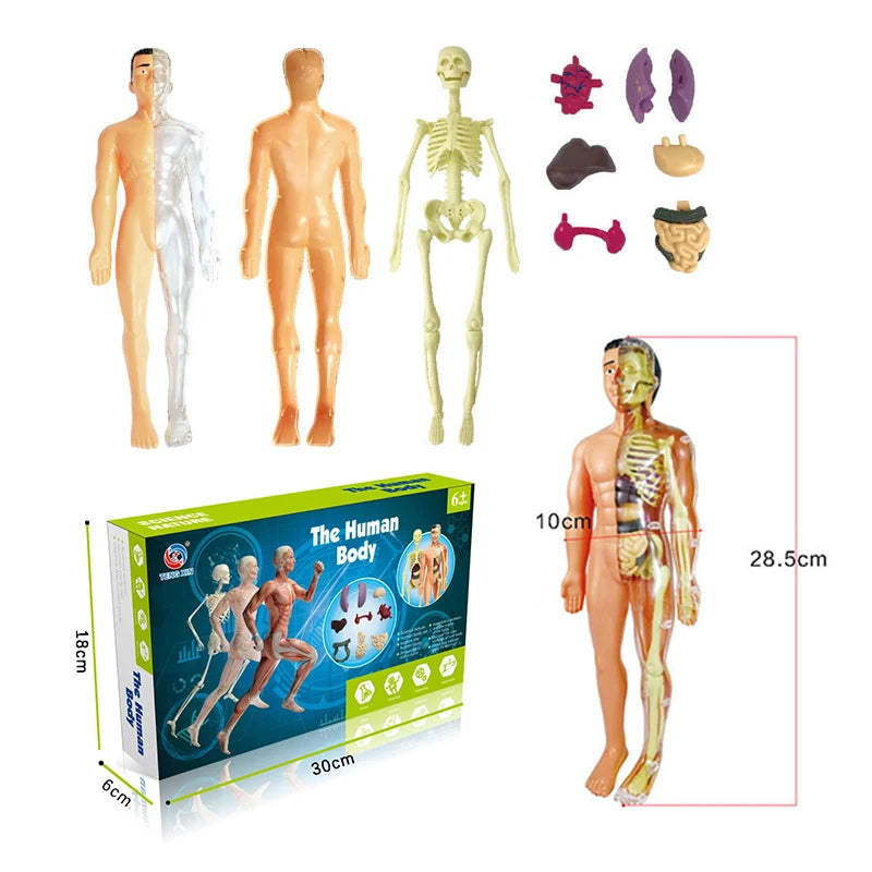 3D Human Body Torso Model - Educational Assembly Learning Tool for Children, Featuring Human Body Organs for Early Learning