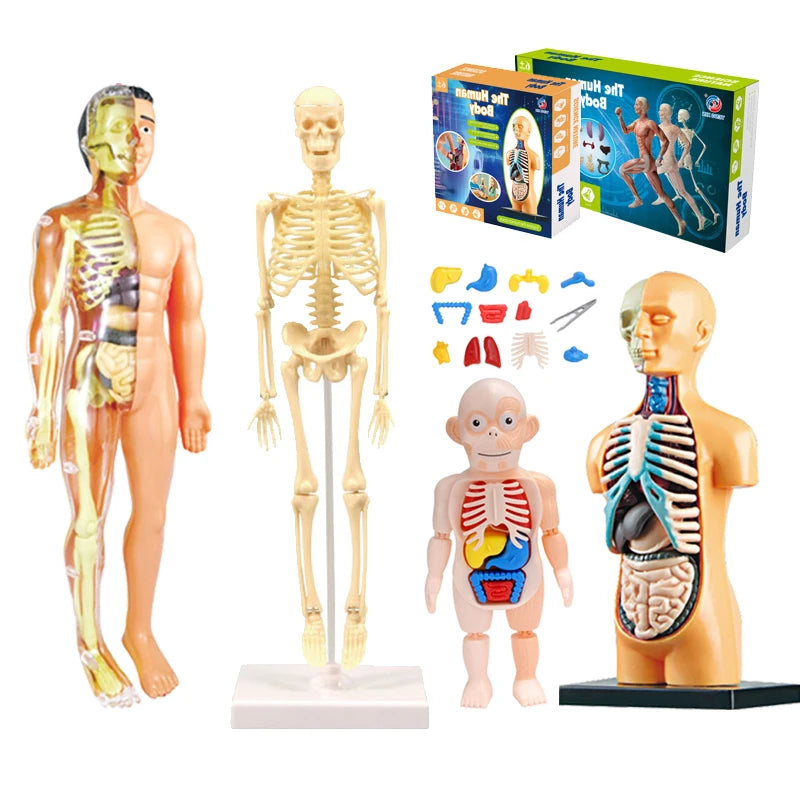 3D Human Body Torso Model - Educational Assembly Learning Tool for Children, Featuring Human Body Organs for Early Learning