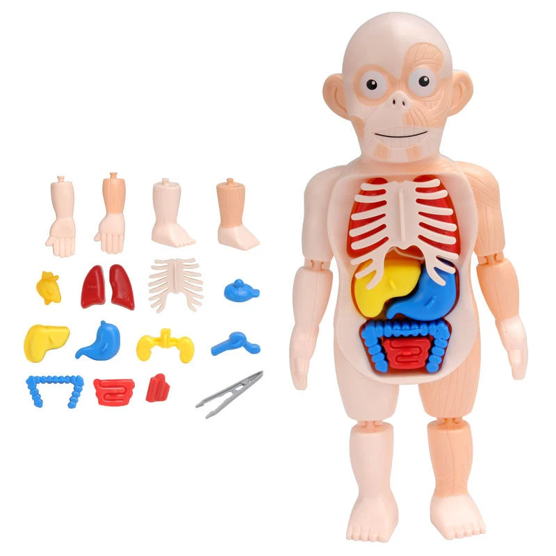 3D Human Body Torso Model - Educational Assembly Learning Tool for Children, Featuring Human Body Organs for Early Learning