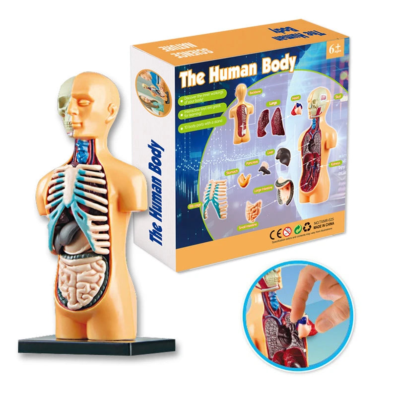 3D Human Body Torso Model - Educational Assembly Learning Tool for Children, Featuring Human Body Organs for Early Learning
