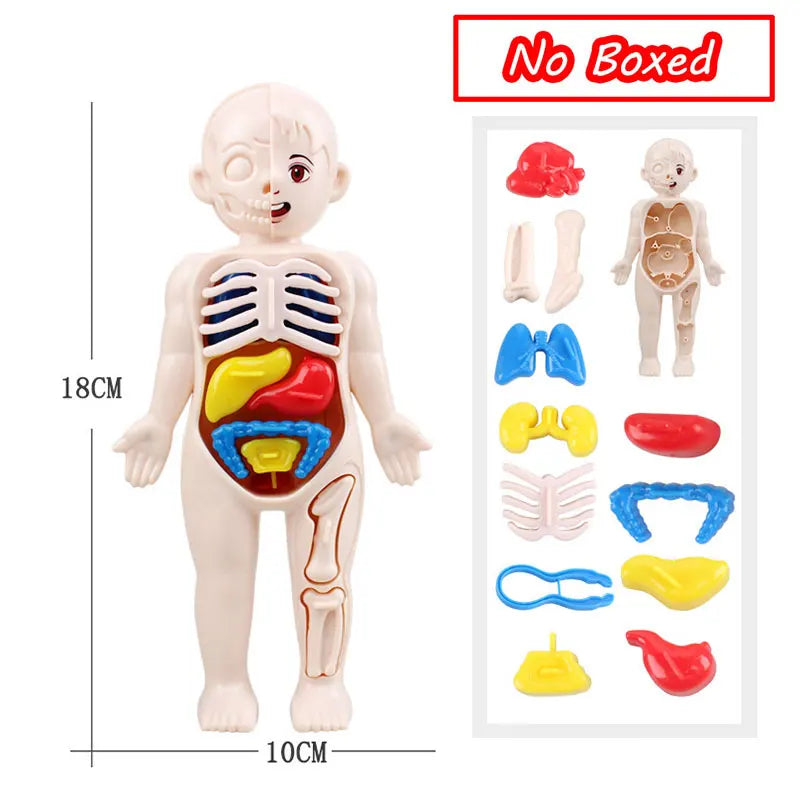 3D Human Body Torso Model - Educational Assembly Learning Tool for Children, Featuring Human Body Organs for Early Learning