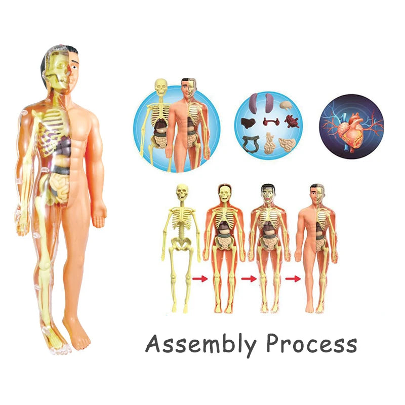 3D Human Body Torso Model - Educational Assembly Learning Tool for Children, Featuring Human Body Organs for Early Learning