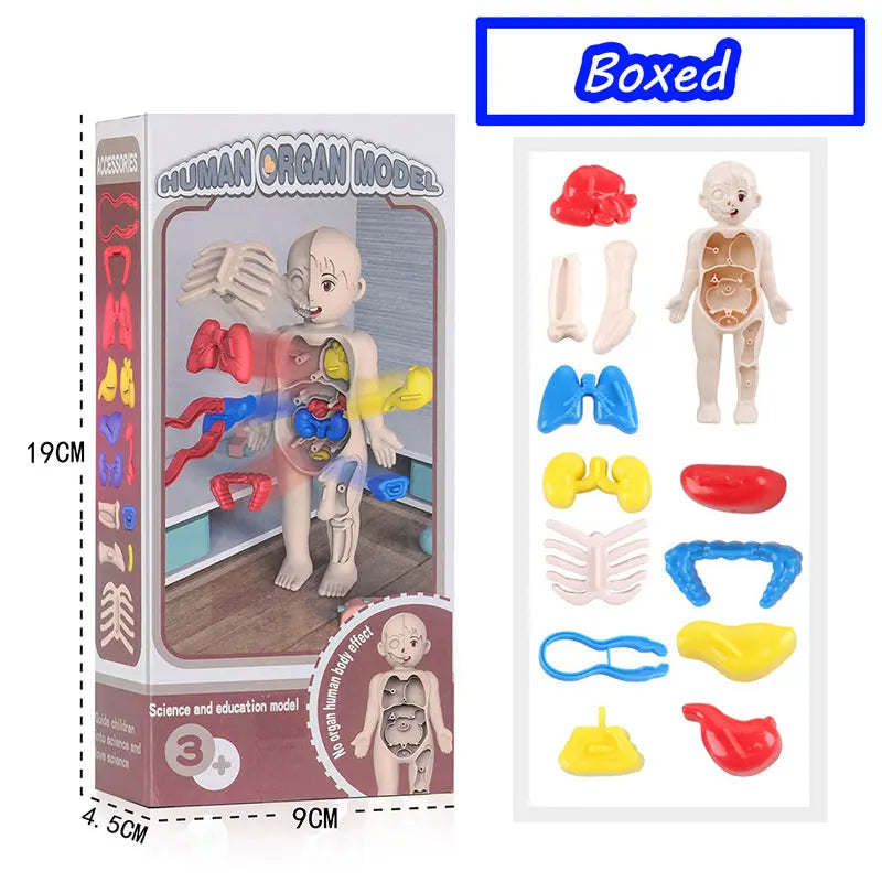 3D Human Body Torso Model - Educational Assembly Learning Tool for Children, Featuring Human Body Organs for Early Learning