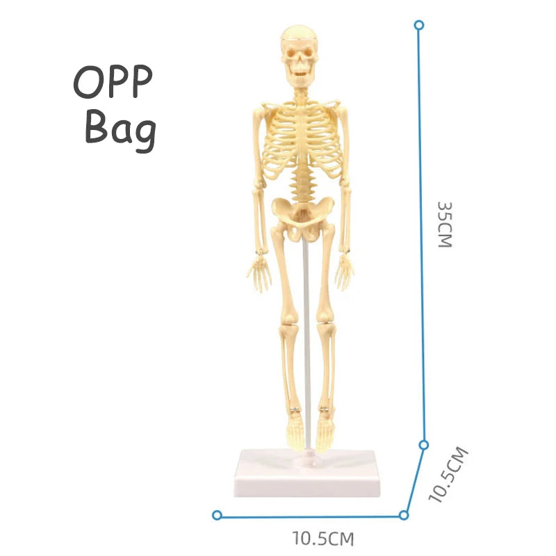 3D Human Body Torso Model - Educational Assembly Learning Tool for Children, Featuring Human Body Organs for Early Learning